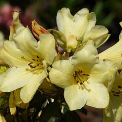 rhododendron goldkrone